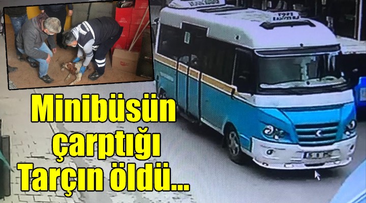 Minibüsün çarptığı köpek öldü