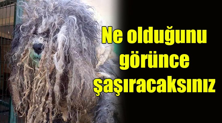 Ne olduğunu görünce şaşıracaksınız!