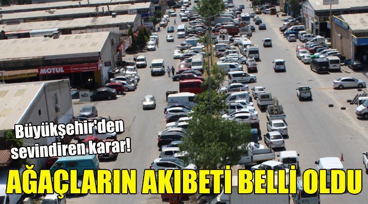 O ağaçların akıbeti belli oldu!