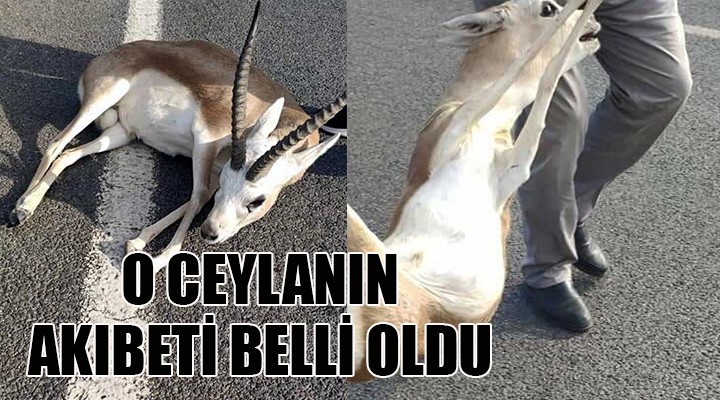 O ceylanın akıbeti belli oldu