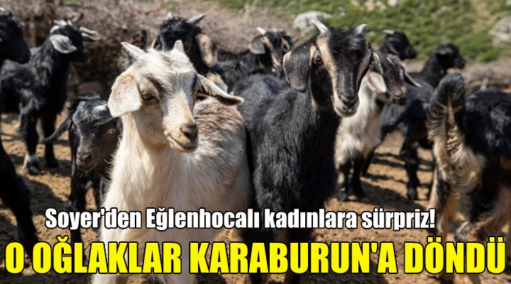 O oğlaklar yeniden Karaburun a döndü!