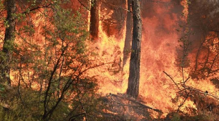 OGM açıkladı: Yangınların çoğu ihmal ve dikkatsizlikten kaynaklandı