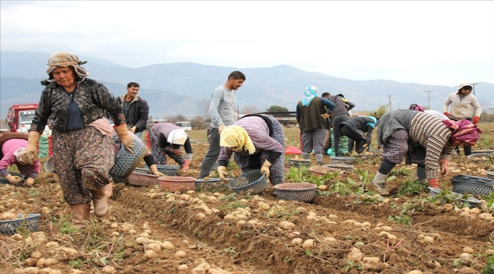 Ödemiş te kış patatesi hasadı sürüyor