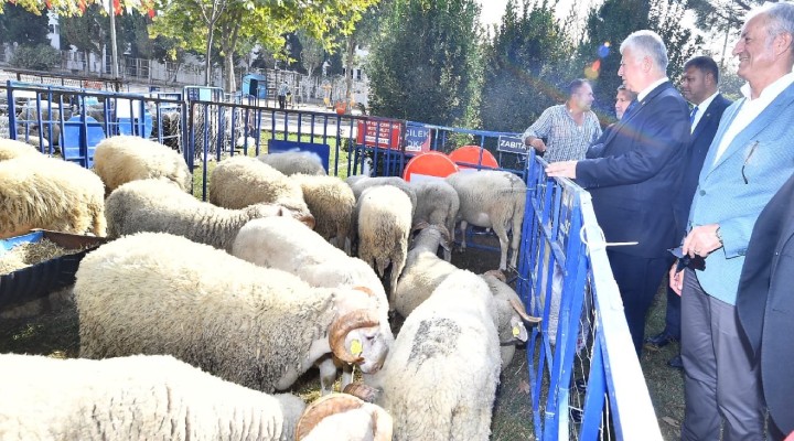 Ödemişli üreticiye küçükbaş hayvan ve yem bitkisi tohumu dağıtıldı!