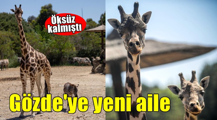 Öksüz kalan küçük zebranın yeni ailesi