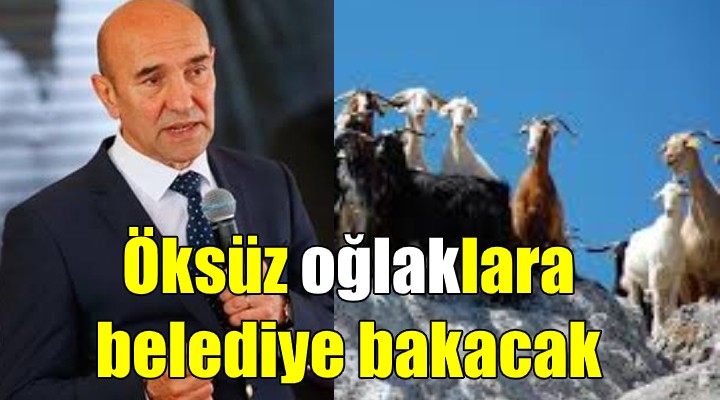 Öksüz oğlaklara Büyükşehir bakacak!