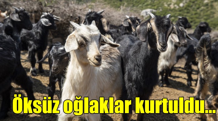 Öksüz oğlakları Büyükşehir kurtardı