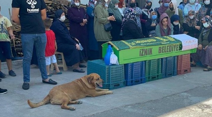 Ölen sahibinin tabutunun başından ayrılmadı