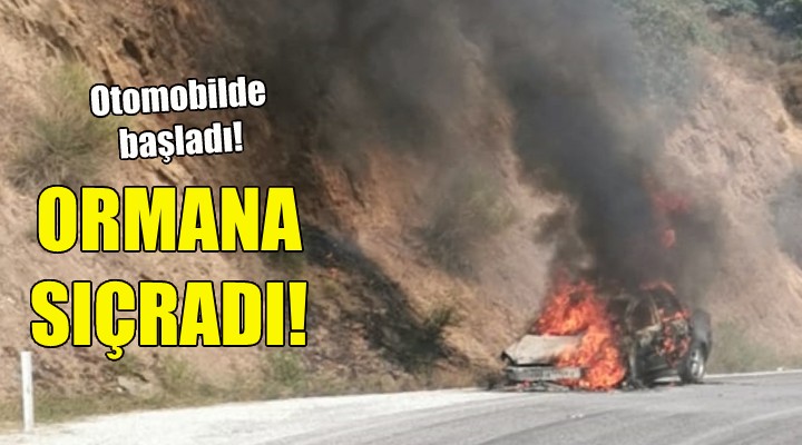 Otomobilde başladı, ormana sıçradı!