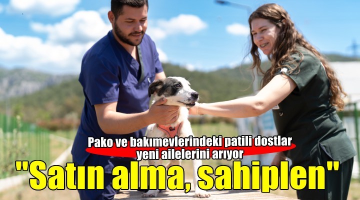 Pako ve bakımevlerindeki patili dostlar yeni ailelerini arıyor