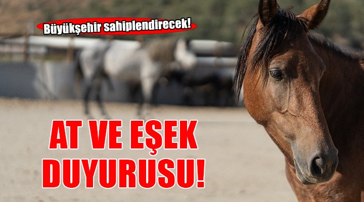 Pako’da bakılan binek hayvanlar sahiplendiriliyor