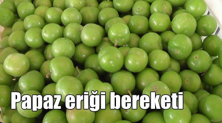 Papaz eriği bereketi!