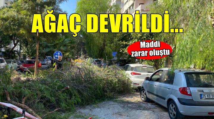 Park halindeki otomobilin üzerine ağaç devrildi