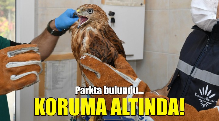 Parkta bulundu! Koruma altında!