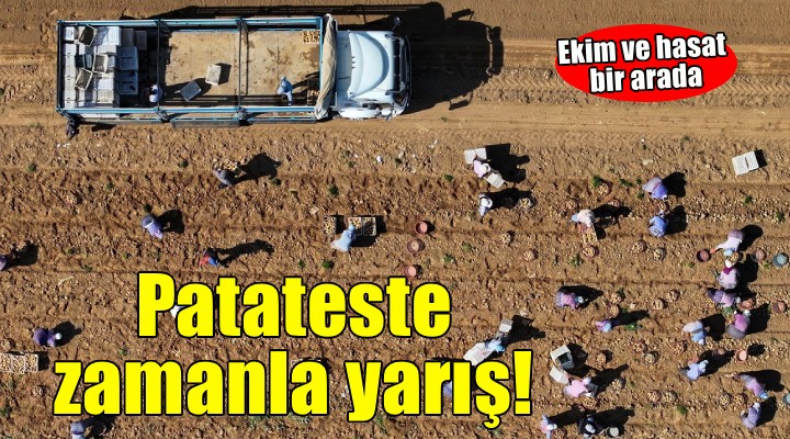 Patates deposu Ödemiş'te hasat ve ekim bir arada