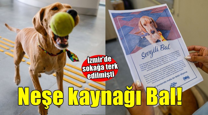 Patili dost Bal, merkezin neşesi oldu