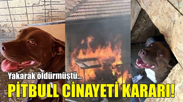 Pitbull cinayetinde flaş karar!