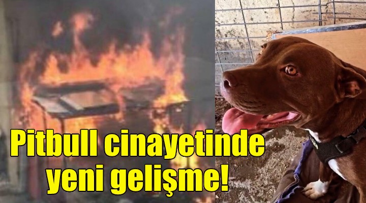 Pitbull cinayetine yeni gelişme!