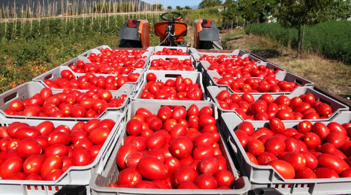Rusya ya domates ihracatında kota artırıldı!