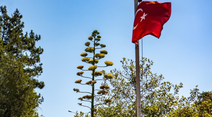 Sabır Ağacı Bornova da açtı!