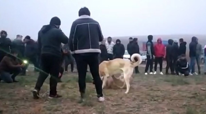 Şafak vakti köpek dövüşü operasyonu!