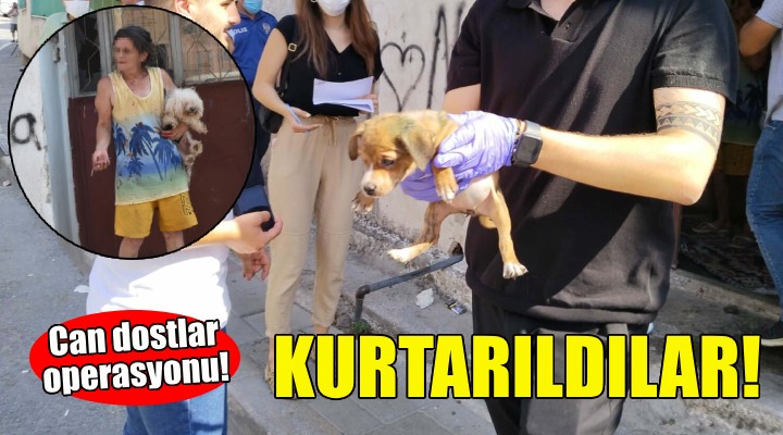 Sağlıksız koşullardaki 47 köpek kurtarıldı!