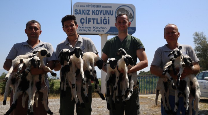 Sakız Koyunu Çiftliği nde doğumlar başladı!