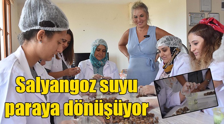 Salyangoz suyu paraya dönüşüyor