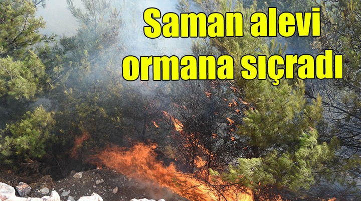 Saman alevi ormana sıçradı