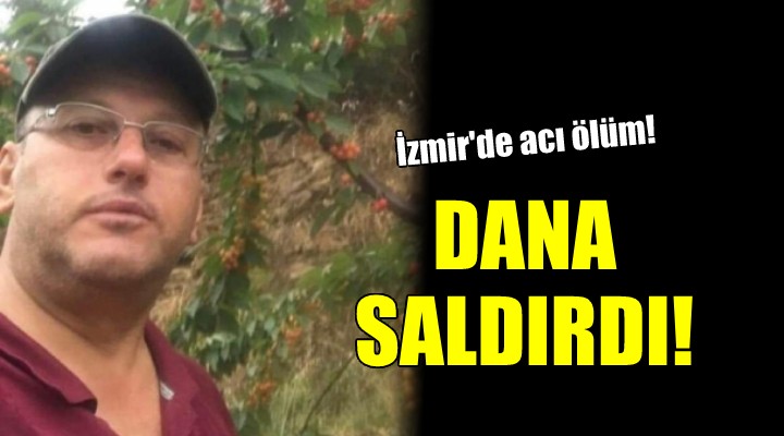 Satın aldığı dananın saldırısına uğrayıp öldü