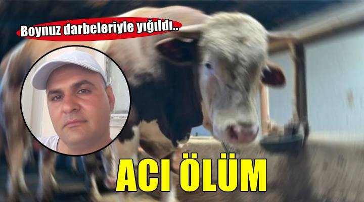 Sattığı dananın boynuz darbeleriyle yaralanan besici, kurtarılamadı