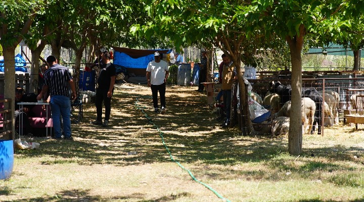 Seferihisar Belediyesi’nden Kurban Bayramı’nda dayanışma çağrısı