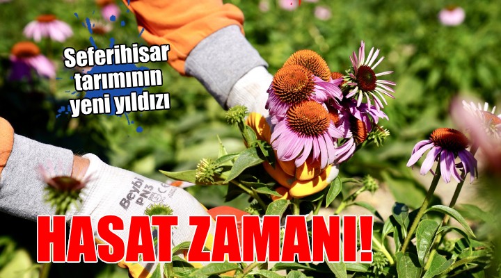 Seferihisar da ekinezya hasadı zamanı...