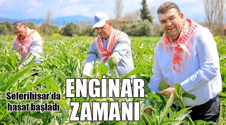 Seferihisar da enginar zamanı!