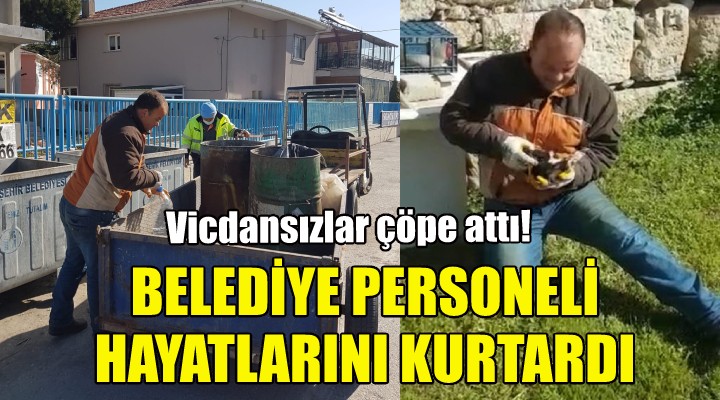 Seferihisar da yavru kediler hayata geri döndü!