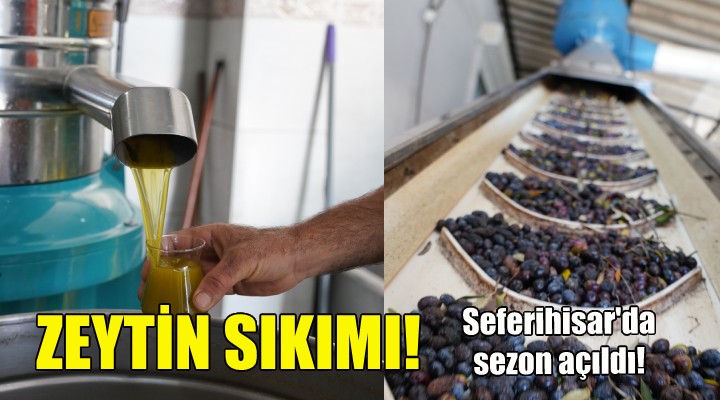 Seferihisar da zeytin sıkımı başladı!