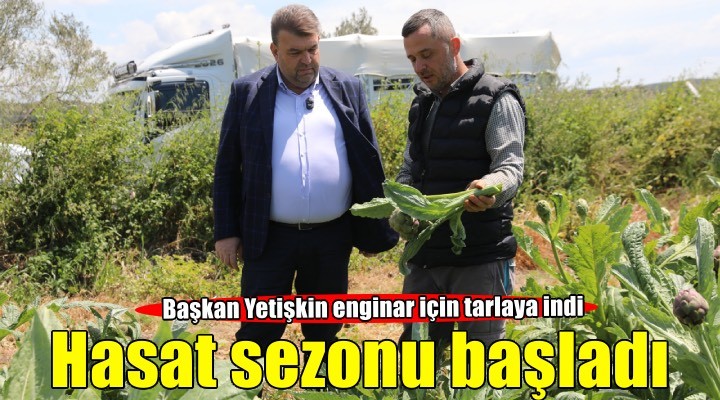Seferihisar’ın bereketli topraklarında yetişen enginar için hasat sezonu başladı