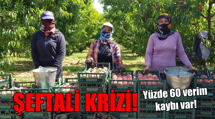 Şeftaliyi don vurdu... Yüzde 60 verim kaybı var!