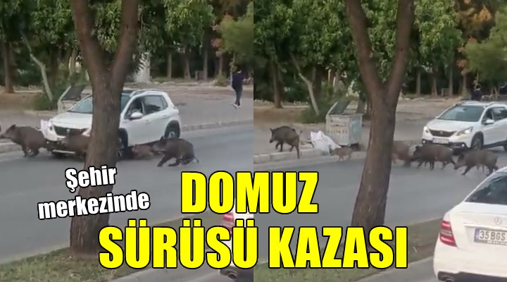 Şehir merkezinde domuz sürüsü kazası!