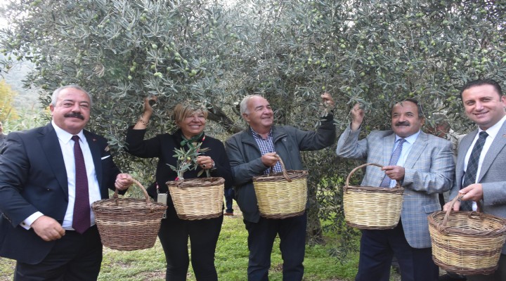 Selçuk ta zeytin hasadı