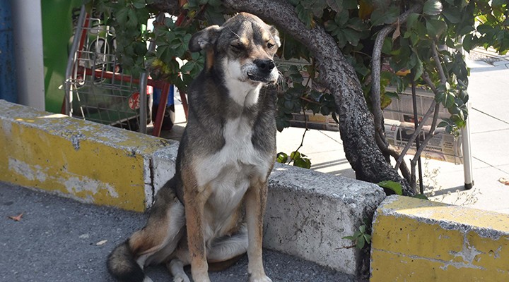 Sevimli dost  Babür , tedavi bekliyor