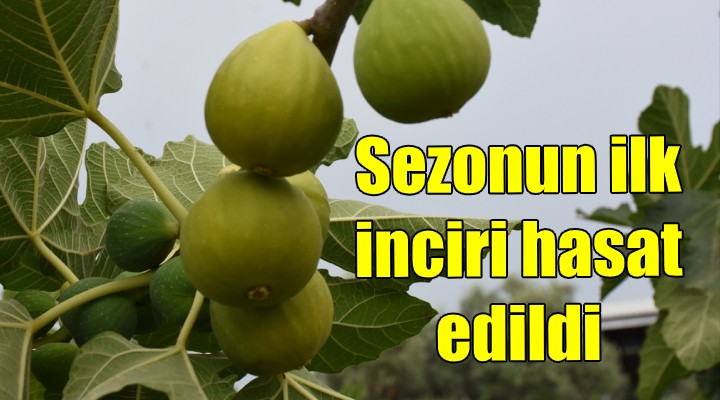 Sezonun ilk inciri hasat edildi