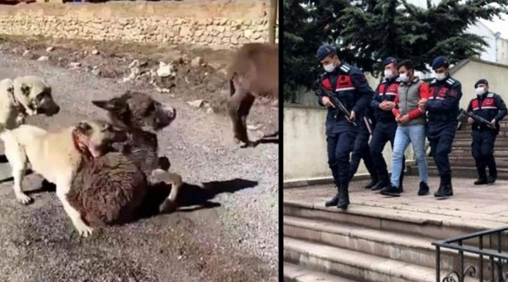 Sıpayı çoban köpeklerine parçalatan kişi hakkında yeni gelişme