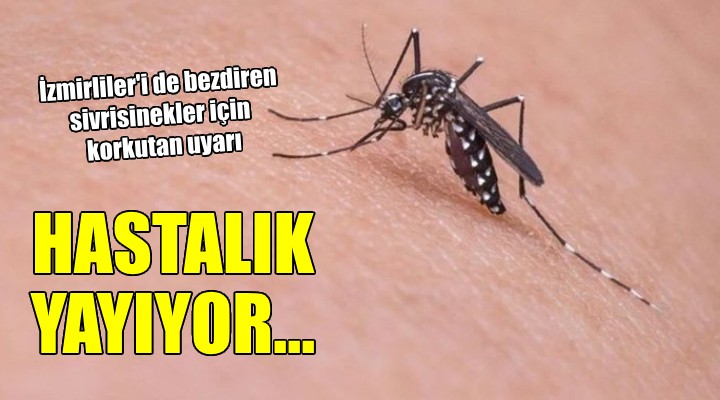 Sivrisinek istilası tüm dünyayı sardı!