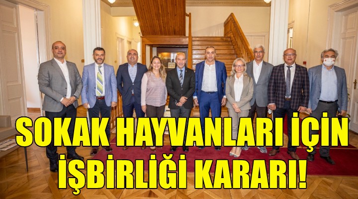 Sokak hayvanları için işbirliği kararı!