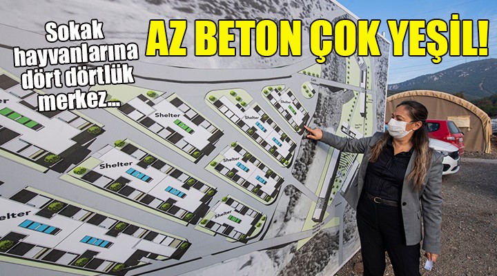 Sokak hayvanlarına dört dörtlük merkez... AZ BETON ÇOK YEŞİL!