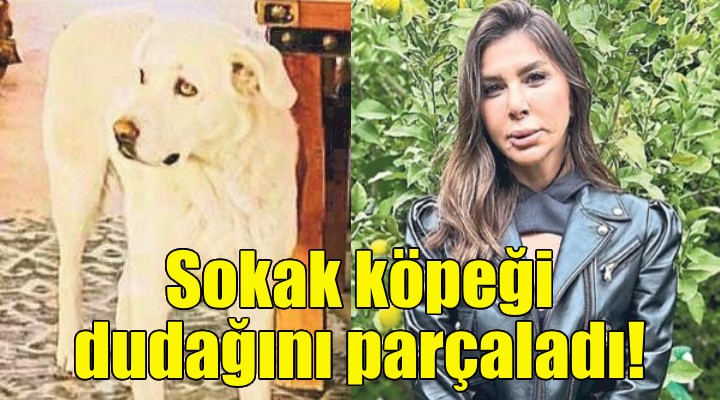 Sokak köpeği, İzmirli stilistin dudağını parçaladı!