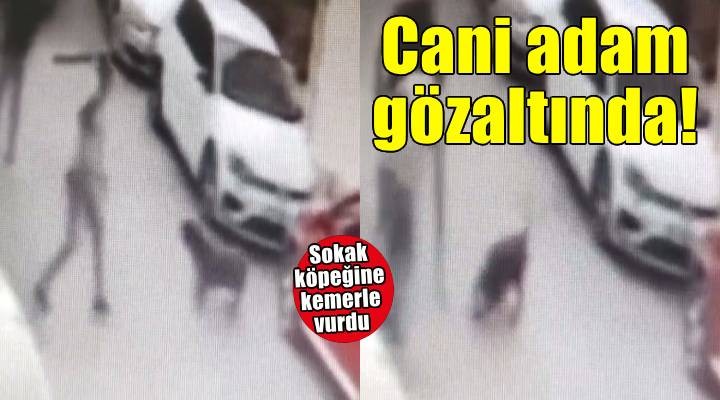 Sokak köpeğine kemerle vuran şüpheli gözaltında