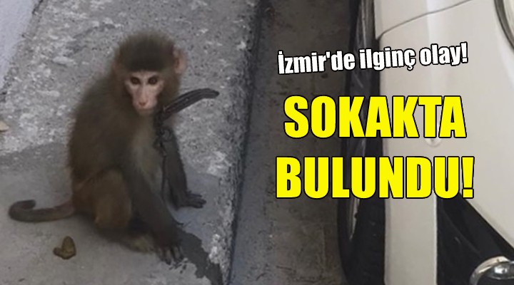 Sokakta bulundu... Koruma altına alındı!