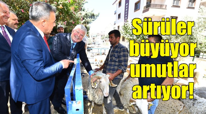 Sürüler büyüyor umutlar artıyor!